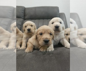 English Cream Golden Retriever Puppy for Sale in ELVERTA, California USA