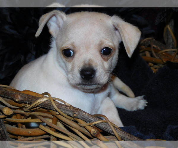 Medium Photo #3 Chihuahua Puppy For Sale in CHARLESTON, AR, USA