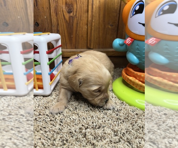 Medium Photo #7 Golden Retriever Puppy For Sale in NEOLA, WV, USA
