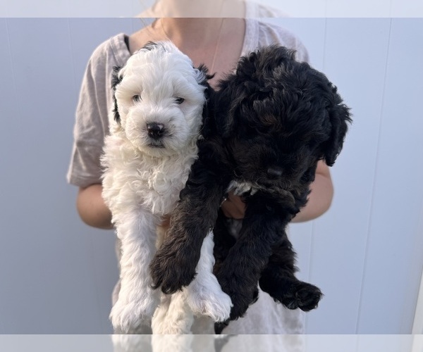 Medium Photo #16 Miniature Bernedoodle Puppy For Sale in AUBURNDALE, FL, USA