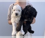 Small #15 Miniature Bernedoodle