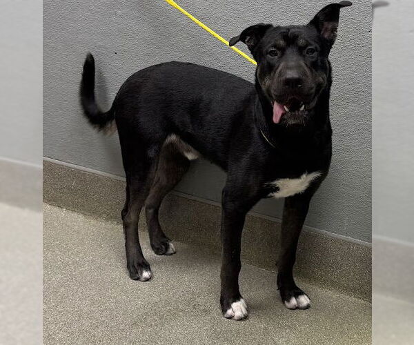 Medium Photo #1 Chinese Shar-Pei-Unknown Mix Puppy For Sale in Las Vegas, NV, USA