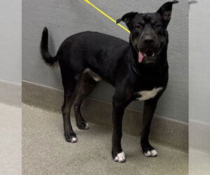 Chinese Shar-Pei-Unknown Mix Dogs for adoption in Las Vegas, NV, USA