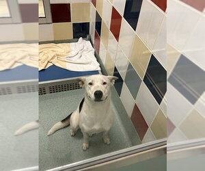 Siberian Husky-Unknown Mix Dogs for adoption in Plano, TX, USA