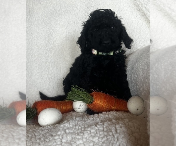 Medium Photo #5 Goldendoodle Puppy For Sale in PEYTON, CO, USA