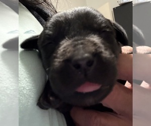 Labrador Retriever Puppy for sale in OSYKA, MS, USA