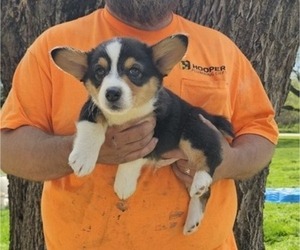 Pembroke Welsh Corgi Puppy for Sale in MILTON, Wisconsin USA