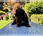 Small #21 Shih Tzu