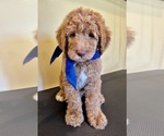 Puppy Chunk Goldendoodle