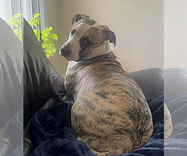 Medium Photo #1 American Staffordshire Terrier-Unknown Mix Puppy For Sale in Staten Island, NY, USA
