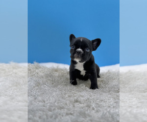 French Bulldog Puppy for sale in WEST BLOOMFIELD, MI, USA