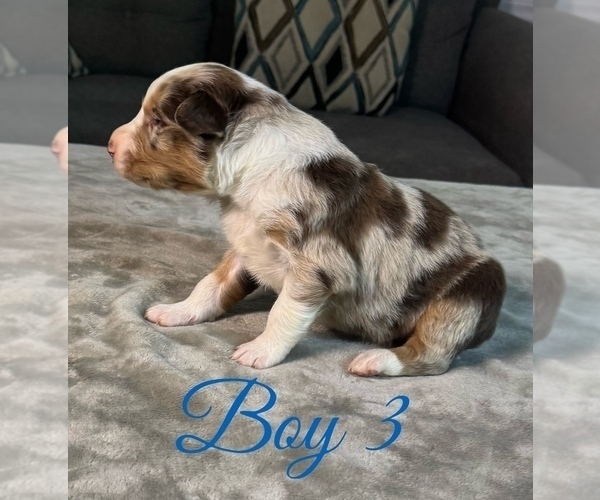 Medium Photo #32 Australian Shepherd Puppy For Sale in SALISBURY, NC, USA