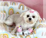 Small Photo #4 Maltese Puppy For Sale in Bon Carbo, CO, USA
