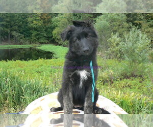 German Shepherd Dog Puppy for Sale in PIEDMONT, Missouri USA