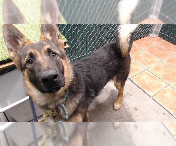 Medium Photo #1 German Shepherd Dog Puppy For Sale in Downey, CA, USA