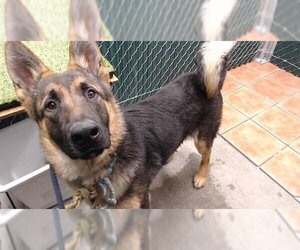 German Shepherd Dog Dogs for adoption in Downey, CA, USA