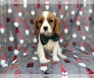 Cavalier King Charles Spaniel Puppy for sale in LAKELAND, FL, USA