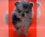 Small #16 Pomeranian