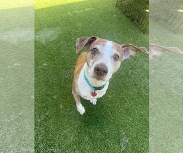 Medium Photo #2 Jack Russell Terrier-Unknown Mix Puppy For Sale in Tempe , AZ, USA