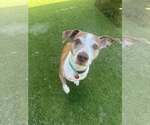 Small #1 Jack Russell Terrier Mix