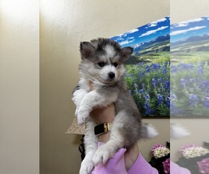Pomsky Puppy for sale in HENDERSON, CO, USA