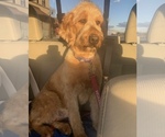 Small Photo #14 Goldendoodle-Poodle (Standard) Mix Puppy For Sale in DETROIT, MI, USA