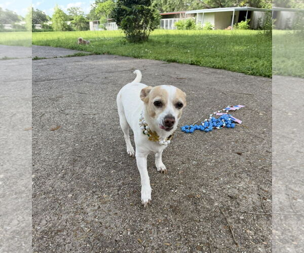 Medium Photo #5 Rat Terrier Puppy For Sale in Oakhurst, NJ, USA
