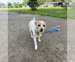 Small #4 Rat Terrier