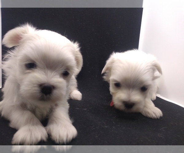Medium Photo #5 Maltese Puppy For Sale in NASHVILLE, NC, USA