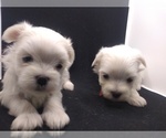 Small Photo #5 Maltese Puppy For Sale in NASHVILLE, NC, USA