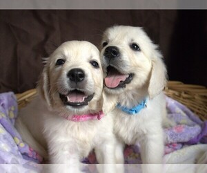 English Cream Golden Retriever Puppy for Sale in LANCASTER, Wisconsin USA