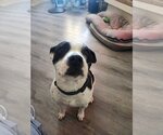 Small #4 American Pit Bull Terrier Mix
