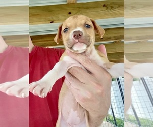 Medium American Pit Bull Terrier