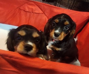 Aussalier Litter for sale in ATHOL, ID, USA