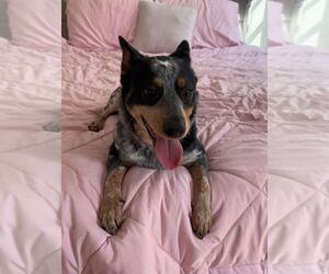 Mutt Dogs for adoption in Cliffwood, NJ, USA