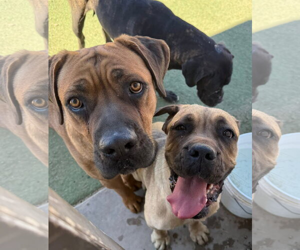 Medium Photo #6 Mutt Puppy For Sale in Goodyear, AZ, USA