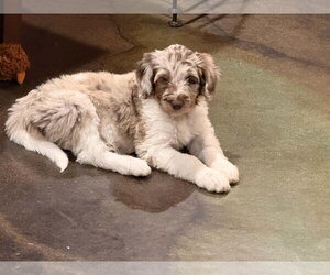 Esky - Female Australian Shepherd-Unknown Mix Dog for Adoption - Photo #3