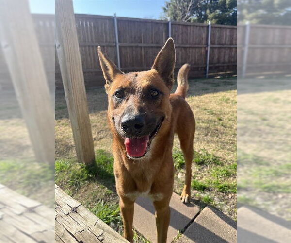 Medium Photo #1 Mutt Puppy For Sale in Plano, TX, USA