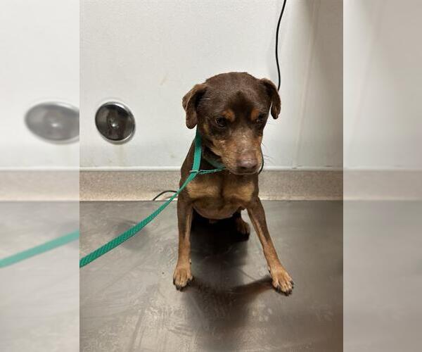 Medium Photo #1 Miniature Pinscher Puppy For Sale in Bakersfield, CA, USA