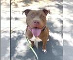Small #1 American Pit Bull Terrier Mix