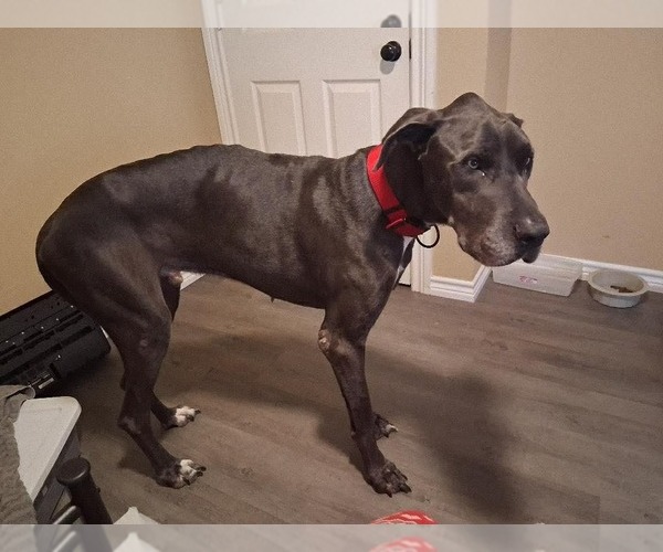 Medium Photo #3 Great Dane Puppy For Sale in Bullard, TX, USA