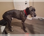 Small #2 Great Dane