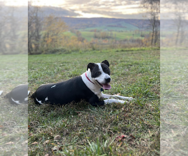 Medium Photo #3 American Pit Bull Terrier-Unknown Mix Puppy For Sale in Rockville, MD, USA
