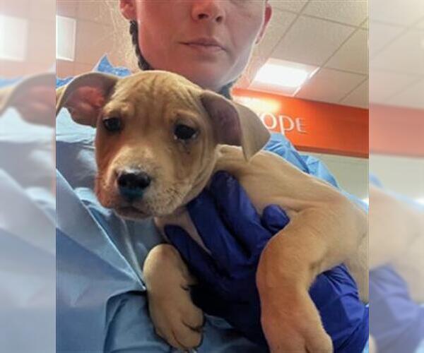 Medium Photo #1 Mutt Puppy For Sale in Louisville, KY, USA