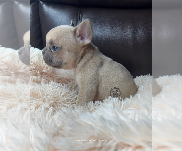 Medium Photo #4 French Bulldog Puppy For Sale in SACRAMENTO, CA, USA