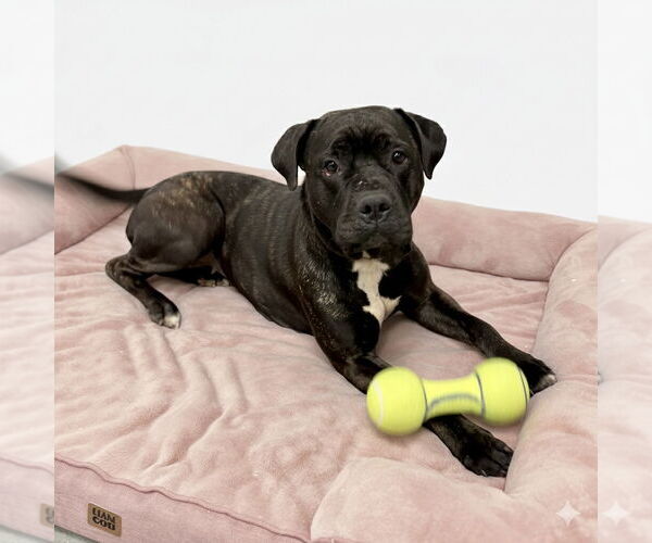 Medium Photo #1 American Pit Bull Terrier-Unknown Mix Puppy For Sale in Spring Lake, NJ, USA