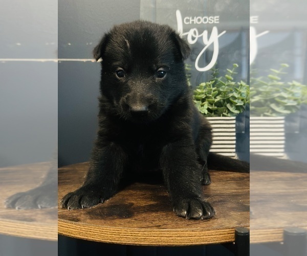 Medium Photo #2 German Shepherd Dog Puppy For Sale in ROCKFIELD, KY, USA