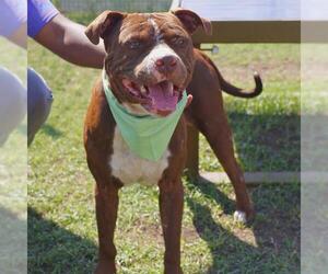 American Staffordshire Terrier-Unknown Mix Dogs for adoption in San Antonio, TX, USA