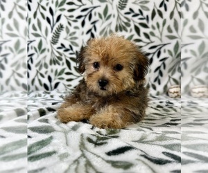 Shorkie Tzu Puppy for sale in GREENFIELD, IN, USA