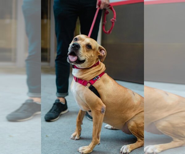 Medium Photo #9 American Pit Bull Terrier-Unknown Mix Puppy For Sale in Brooklyn, NY, USA